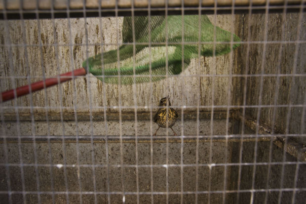 The Last Song: Mediteranean Bird Slaughter